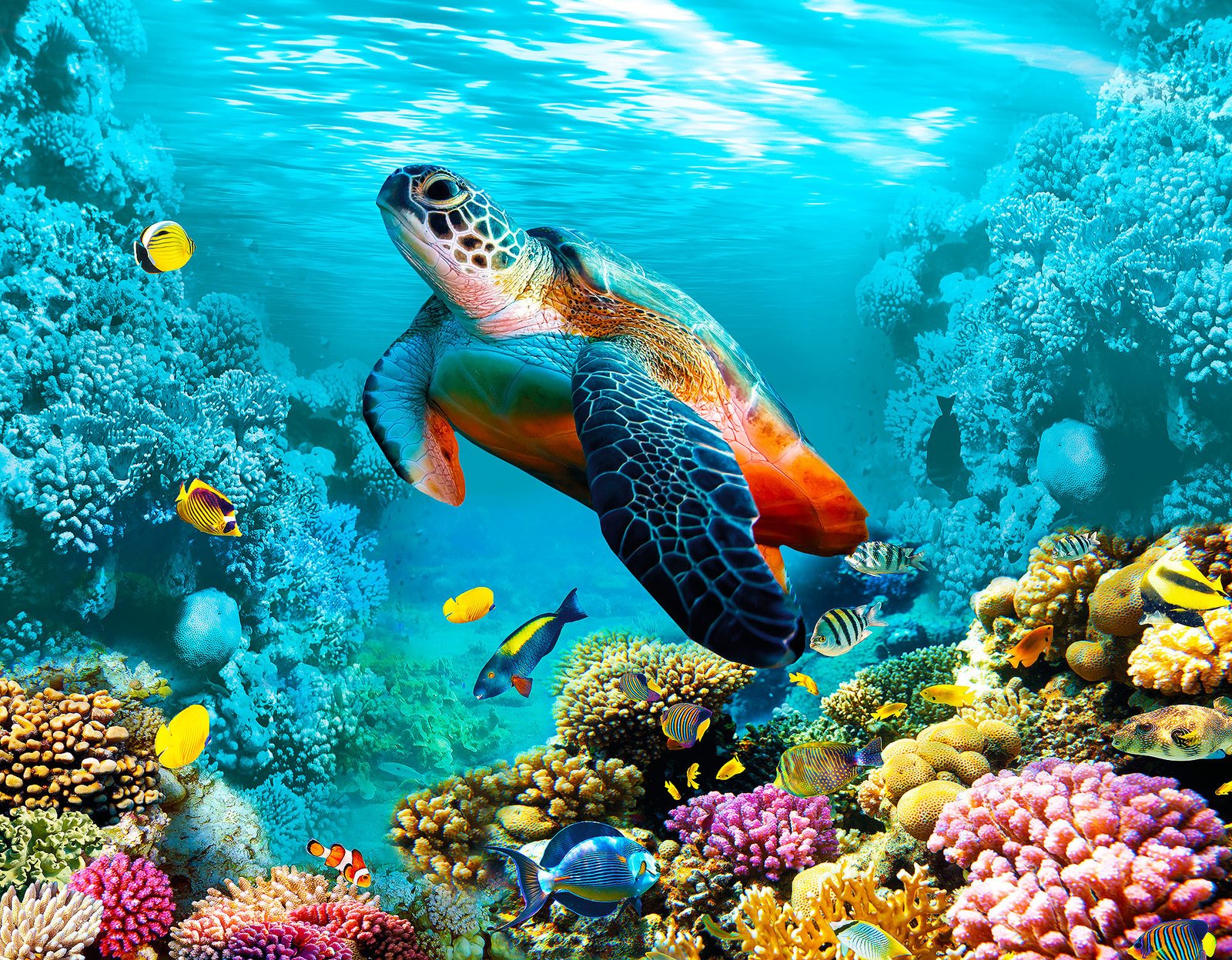 Migratory Behavior of Turtles